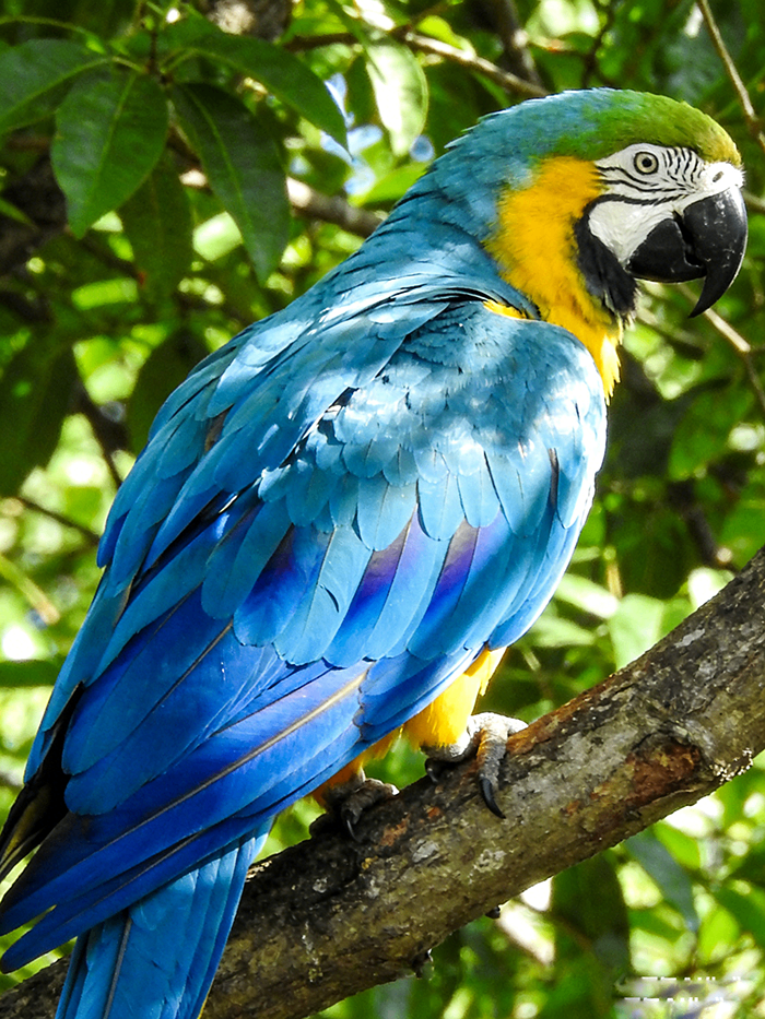 èç¿
éå鹦é¹w1.png