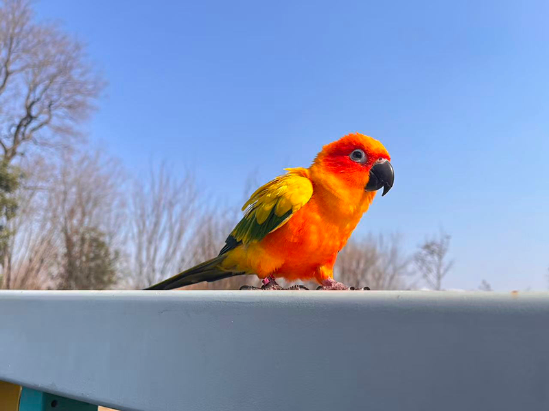 éå¤ªé³ w.png